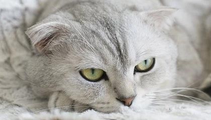 利来体育登录入口-鲁能华夏加时赛奉献进球大战 这一次裁判没成主角
